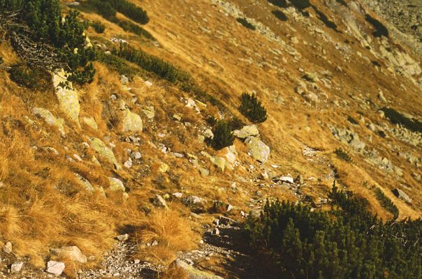 Kriváň, 26.10.1989
Starý nepoužívaný chodník z jižního sedla Kriváně ke Krivánskemu Zelenému plesu (cca 1900 m). Plochy s drobným štěrkem osídlili zástupci horské formy kovaříka Zorochros dermestoides. 
Schlüsselwörter: Vysoké Tatry Kriváň Zorochros dermestoides