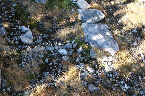 Kriváň, 22.10.2012
Starý nepoužívaný chodník z jižního sedla Kriváně ke Krivánskemu Zelenému plesu (cca 1900 m). Plochy s drobným štěrkem osídlili zástupci horské formy kovaříka Zorochros dermestoides.
Klíčová slova: Vysoké Tatry Malý Kriváň Zorochros dermestoides