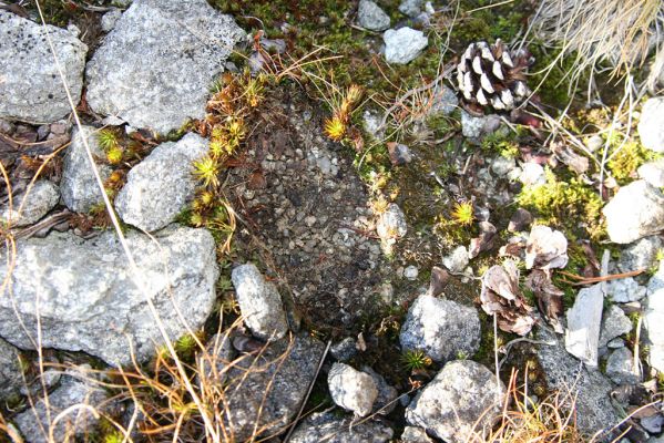 Kriváň, 22.10.2012
Starý nepoužívaný chodník z jižního sedla Kriváně ke Krivánskemu Zelenému plesu (cca 1900 m). Plochy s drobným štěrkem osídlili zástupci horské formy kovaříka Zorochros dermestoides.


Klíčová slova: Vysoké Tatry Malý Kriváň Zorochros dermestoides