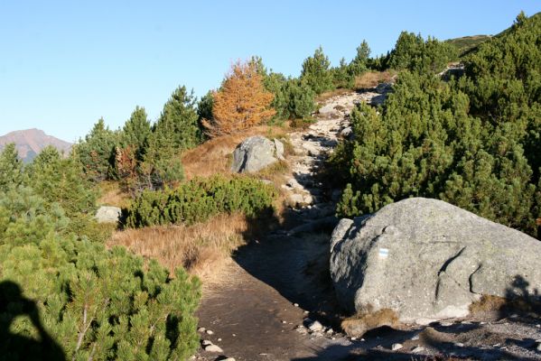 Vysoké Tatry, Kriváň, 22.10.2012
Predný Handel, Jamy - turistický chodník na Kriváň. V trouchnivém dřevě okolní kleče se vyvíjí kovařík Ampedus auripes.


Klíčová slova: Vysoké Tatry Kriváň Predný Handel Jamy Ampedus auripes