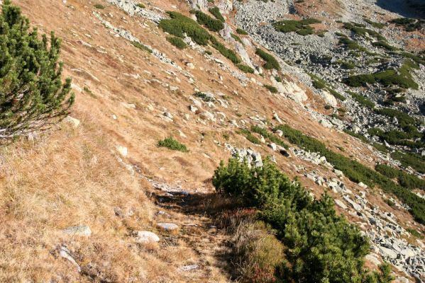 Kriváň, 22.10.2012
Starý nepoužívaný chodník z jižního sedla Kriváně ke Krivánskemu Zelenému plesu (cca 1900 m). Plochy s drobným štěrkem osídlili zástupci horské formy kovaříka Zorochros dermestoides.

Schlüsselwörter: Vysoké Tatry Malý Kriváň Zorochros dermestoides