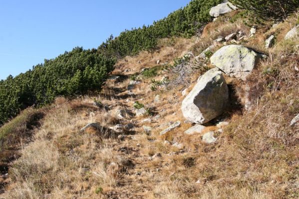 Kriváň, 22.10.2012
Starý nepoužívaný chodník z jižního sedla Kriváně ke Krivánskemu Zelenému plesu (cca 1900 m). Plochy s drobným štěrkem osídlili zástupci horské formy kovaříka Zorochros dermestoides.



Schlüsselwörter: Vysoké Tatry Malý Kriváň Zorochros dermestoides