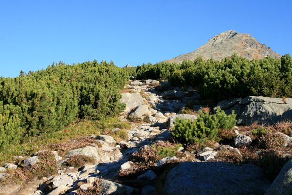 Vysoké Tatry, Kriváň, 22.10.2012
Predný Handel, Jamy - turistický chodník na Kriváň. V trouchnivém dřevě okolní kleče se vyvíjí kovařík Ampedus auripes.



Klíčová slova: Vysoké Tatry Kriváň Predný Handel Jamy Ampedus auripes