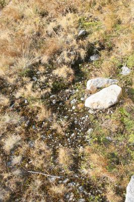 Kriváň, 22.10.2012
Starý nepoužívaný chodník z jižního sedla Kriváně ke Krivánskemu Zelenému plesu (cca 1900 m). Plochy s drobným štěrkem osídlili zástupci horské formy kovaříka Zorochros dermestoides.



Klíčová slova: Vysoké Tatry Malý Kriváň Zorochros dermestoides