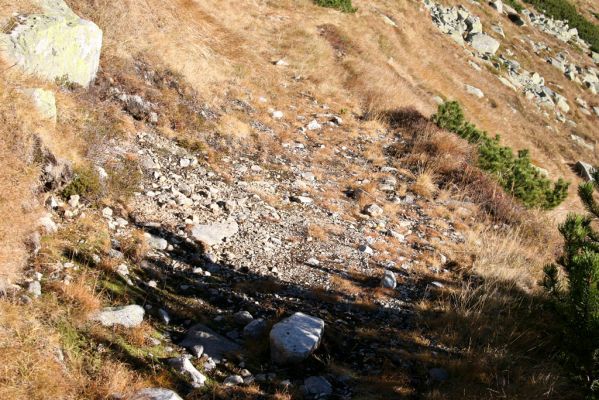 Kriváň, 22.10.2012
Starý nepoužívaný chodník z jižního sedla Kriváně ke Krivánskemu Zelenému plesu (cca 1900 m). Plochy s drobným štěrkem osídlili zástupci horské formy kovaříka Zorochros dermestoides.

Schlüsselwörter: Vysoké Tatry Malý Kriváň Zorochros dermestoides