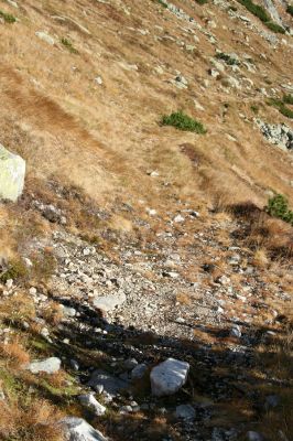 Kriváň, 22.10.2012
Starý nepoužívaný chodník z jižního sedla Kriváně ke Krivánskemu Zelenému plesu (cca 1900 m). Plochy s drobným štěrkem osídlili zástupci horské formy kovaříka Zorochros dermestoides.


Mots-clés: Vysoké Tatry Malý Kriváň Zorochros dermestoides