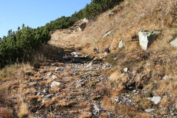 Kriváň, 22.10.2012
Starý nepoužívaný chodník z jižního sedla Kriváně ke Krivánskemu Zelenému plesu (cca 1900 m). Plochy s drobným štěrkem osídlili zástupci horské formy kovaříka Zorochros dermestoides.



Klíčová slova: Vysoké Tatry Malý Kriváň Zorochros dermestoides