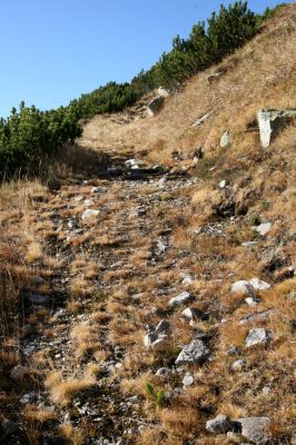 Kriváň, 22.10.2012
Starý nepoužívaný chodník z jižního sedla Kriváně ke Krivánskemu Zelenému plesu (cca 1900 m). Plochy s drobným štěrkem osídlili zástupci horské formy kovaříka Zorochros dermestoides.


Keywords: Vysoké Tatry Malý Kriváň Zorochros dermestoides