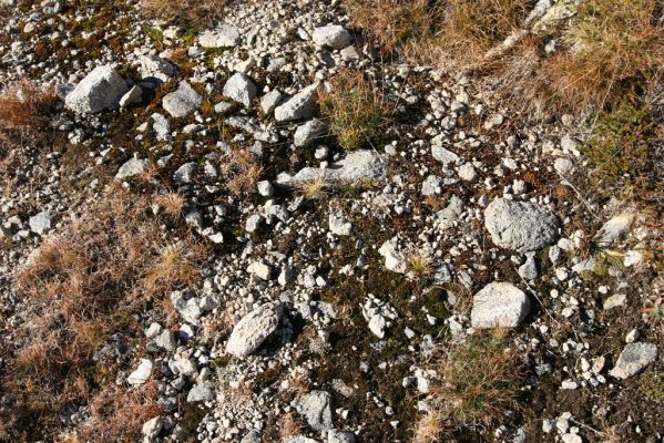 Kriváň, 22.10.2012
Starý nepoužívaný chodník z jižního sedla Kriváně ke Krivánskemu Zelenému plesu (cca 1900 m). Plochy s drobným štěrkem osídlili zástupci horské formy kovaříka Zorochros dermestoides.



Klíčová slova: Vysoké Tatry Malý Kriváň Zorochros dermestoides