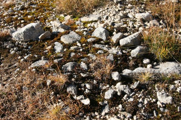 Kriváň, 22.10.2012
Starý nepoužívaný chodník z jižního sedla Kriváně ke Krivánskemu Zelenému plesu (cca 1900 m). Plochy s drobným štěrkem osídlili zástupci horské formy kovaříka Zorochros dermestoides.

Keywords: Vysoké Tatry Malý Kriváň Zorochros dermestoides