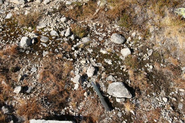 Kriváň, 22.10.2012
Starý nepoužívaný chodník z jižního sedla Kriváně ke Krivánskemu Zelenému plesu (cca 1900 m). Plochy s drobným štěrkem osídlili zástupci horské formy kovaříka Zorochros dermestoides.
Mots-clés: Vysoké Tatry Malý Kriváň Zorochros dermestoides
