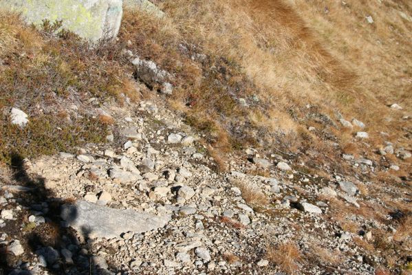 Kriváň, 22.10.2012
Starý nepoužívaný chodník z jižního sedla Kriváně ke Krivánskemu Zelenému plesu (cca 1900 m). Plochy s drobným štěrkem osídlili zástupci horské formy kovaříka Zorochros dermestoides.
Schlüsselwörter: Vysoké Tatry Malý Kriváň Zorochros dermestoides