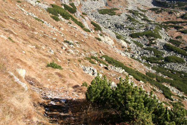 Kriváň, 22.10.2012
Starý nepoužívaný chodník z jižního sedla Kriváně ke Krivánskemu Zelenému plesu (cca 1900 m). Plochy s drobným štěrkem osídlili zástupci horské formy kovaříka Zorochros dermestoides.


Keywords: Vysoké Tatry Malý Kriváň Zorochros dermestoides