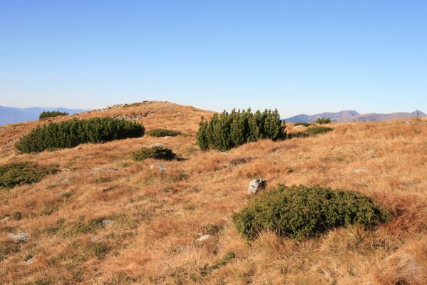 Vysoké Tatry, Kriváň, 22.10.2012
Predný Handel - sedlo pod Malým Kriváněm. Biotop kovaříka Ctenicera cuprea f. brevipectinata. 



Klíčová slova: Vysoké Tatry sedlo Malý Kriváň Predný Handel Ctenicera cuprea f. brevipectinata.