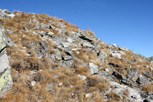Vysoké Tatry, Kriváň, 22.10.2012
Malý Kriváň - biotop kovaříka Selatosomus confluens rugosus.



Klíčová slova: Vysoké Tatry Malý Kriváň Selatosomus confluens rugosus
