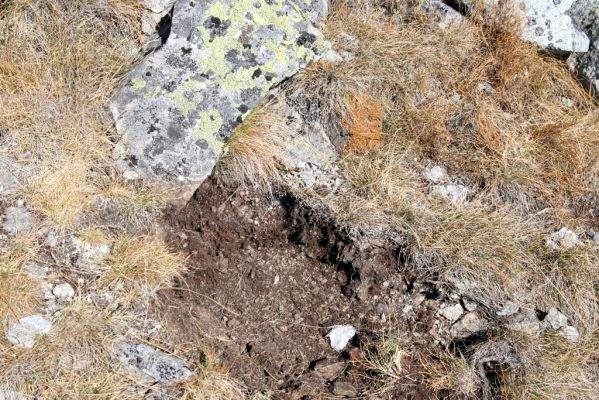 Vysoké Tatry, Kriváň, 22.10.2012
Malý Kriváň - biotop kovaříka Selatosomus confluens rugosus.



Klíčová slova: Vysoké Tatry Malý Kriváň Selatosomus confluens rugosus