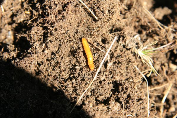 Vysoké Tatry, Kriváň, 22.10.2012
Malý Kriváň - larva kovaříka Selatosomus confluens rugosus.



Klíčová slova: Vysoké Tatry Malý Kriváň Selatosomus confluens rugosus