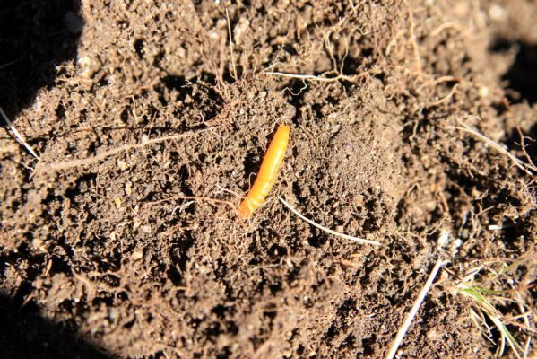 Vysoké Tatry, Kriváň, 22.10.2012
Malý Kriváň - larva kovaříka Selatosomus confluens rugosus.


Klíčová slova: Vysoké Tatry Malý Kriváň Selatosomus confluens rugosus