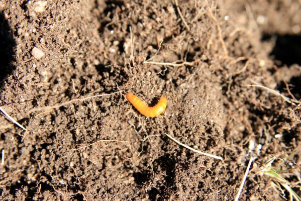 Vysoké Tatry, Kriváň, 22.10.2012
Malý Kriváň - larva kovaříka Selatosomus confluens rugosus.


Schlüsselwörter: Vysoké Tatry Malý Kriváň Selatosomus confluens rugosus