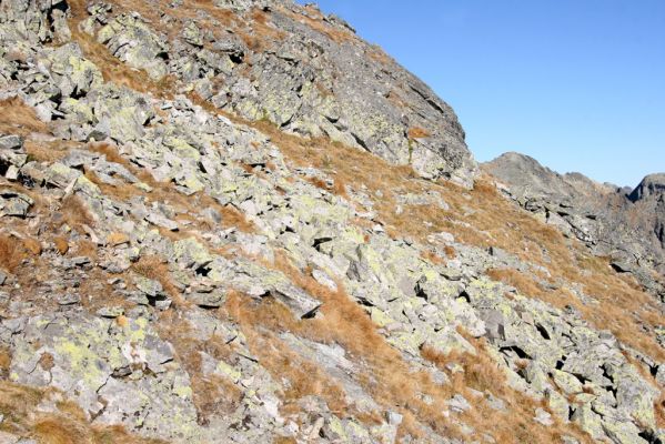 Vysoké Tatry, Kriváň, 22.10.2012
Malý Kriváň - biotop kovaříka Selatosomus confluens rugosus.


Klíčová slova: Vysoké Tatry Malý Kriváň Selatosomus confluens rugosus