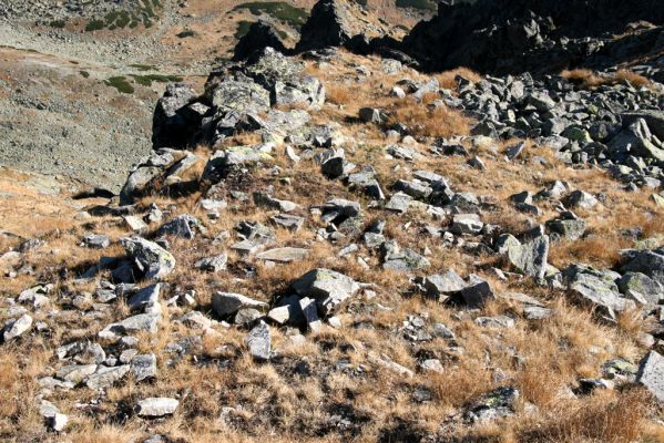 Vysoké Tatry, Kriváň, 22.10.2012
Malý Kriváň - biotop kovaříka Selatosomus confluens rugosus.


Klíčová slova: Vysoké Tatry Malý Kriváň Selatosomus confluens rugosus