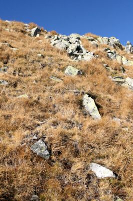 Vysoké Tatry, Kriváň, 22.10.2012
Jižní svah Malého Kriváně - biotop kovaříka Hypnoidus rivularius.




Klíčová slova: Vysoké Tatry Malý Kriváň Hypnoidus rivularius
