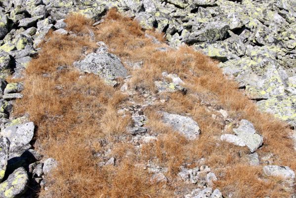 Vysoké Tatry, Kriváň, 22.10.2012
Malý Kriváň - biotop kovaříka Hypnoidus rivularius.



Klíčová slova: Vysoké Tatry Malý Kriváň Hypnoidus rivularius