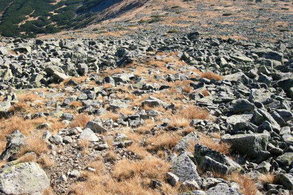 Vysoké Tatry, Kriváň, 22.10.2012
Jižní svah Malého Kriváně - biotop kovaříka Hypnoidus rivularius.


Klíčová slova: Vysoké Tatry Malý Kriváň Hypnoidus rivularius