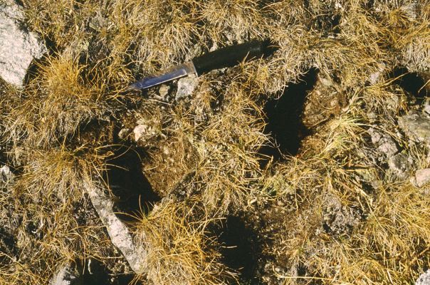 Vysoké Tatry, Kriváň, 26.10.1989
Malý Kriváň. Biotop kovaříka Selatosomus confluens rugosus. 


Klíčová slova: Vysoké Tatry Malý Kriváň Selatosomus confluens rugosus