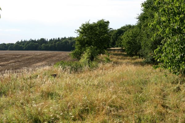 Křivice, 20.7.2008
Stará třešňovka se stepní vegetací na úpatí kopce severně od obce Křivice. Pohled na sever.
Mots-clés: Křivice třešňovka step