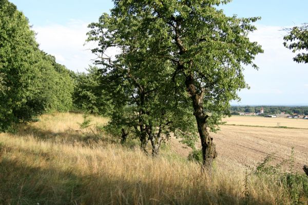 Křivice, 20.7.2008
Stará třešňovka se stepní vegetací na úpatí kopce severně od obce Křivice. Pohled na jih na Křivice.
Schlüsselwörter: Křivice třešňovka step