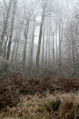 Křižanov u Hrobu, Domaslavické údolí, 11.11.2011
Suťový les na jižním svahu.
Schlüsselwörter: Krušné hory Křižanov u Hrobu Domaslavické údolí