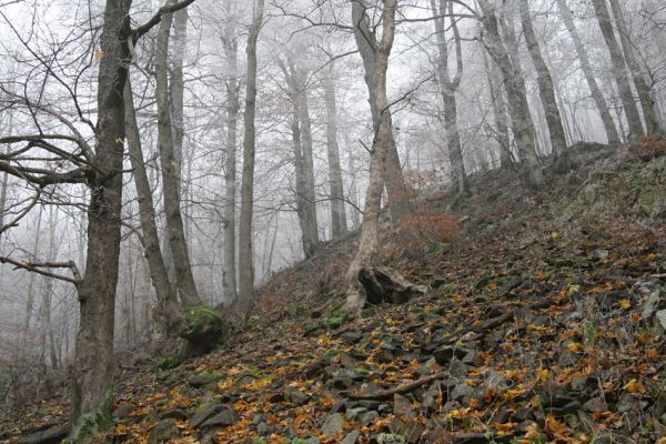Křižanov u Hrobu, Domaslavické údolí, 11.11.2011
Suťový les na jižním svahu.
Klíčová slova: Krušné hory Křižanov u Hrobu Domaslavické údolí