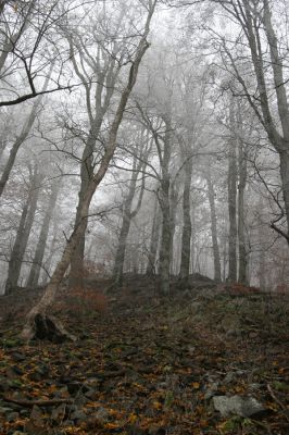 Křižanov u Hrobu, Domaslavické údolí, 11.11.2011
Suťový les na jižním svahu.
Schlüsselwörter: Krušné hory Křižanov u Hrobu Domaslavické údolí