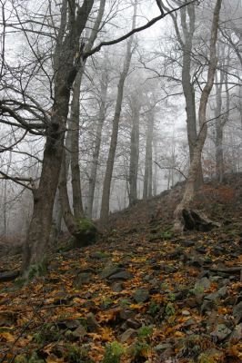 Křižanov u Hrobu, Domaslavické údolí, 11.11.2011
Suťový les na jižním svahu.
Klíčová slova: Krušné hory Křižanov u Hrobu Domaslavické údolí