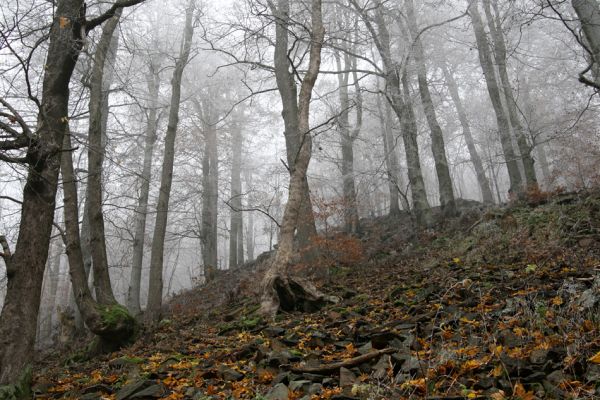 Křižanov u Hrobu, Domaslavické údolí, 11.11.2011
Suťový les na jižním svahu.
Schlüsselwörter: Krušné hory Křižanov u Hrobu Domaslavické údolí