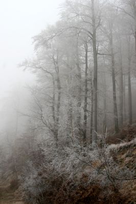 Křižanov u Hrobu, Domaslavické údolí, 11.11.2011
Suťový les na jižním svahu.
Schlüsselwörter: Krušné hory Křižanov u Hrobu Domaslavické údolí