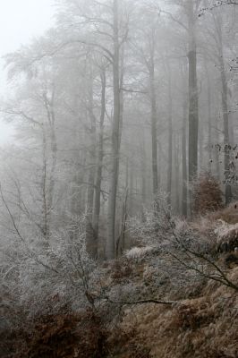 Křižanov u Hrobu, Domaslavické údolí, 11.11.2011
Suťový les na jižním svahu.
Klíčová slova: Krušné hory Křižanov u Hrobu Domaslavické údolí