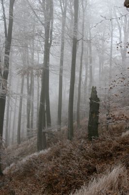 Křižanov u Hrobu, Domaslavické údolí, 11.11.2011
Suťový les na jižním svahu.
Klíčová slova: Krušné hory Křižanov u Hrobu Domaslavické údolí
