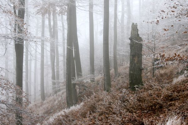 Křižanov u Hrobu, Domaslavické údolí, 11.11.2011
Suťový les na jižním svahu.
Mots-clés: Krušné hory Křižanov u Hrobu Domaslavické údolí