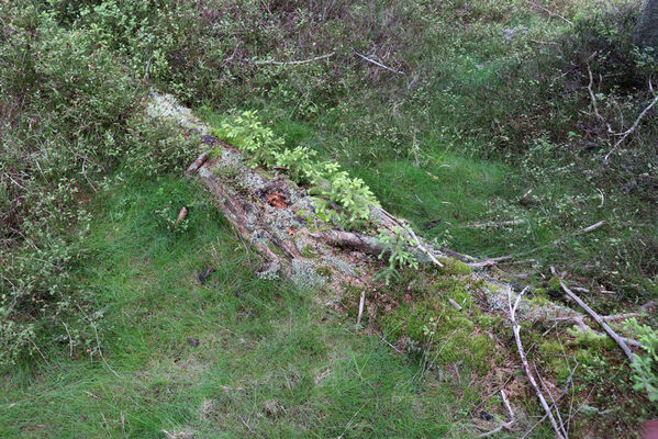 Janské Lázně, 11.7.2023
Klimaxová smrčina na severovýchodním svahu Černé hory. Biotop kovaříků Denticollis interpositus.
Mots-clés: Krkonoše Janské Lázně Černá hora Denticollis interpositus Ampedus auripes