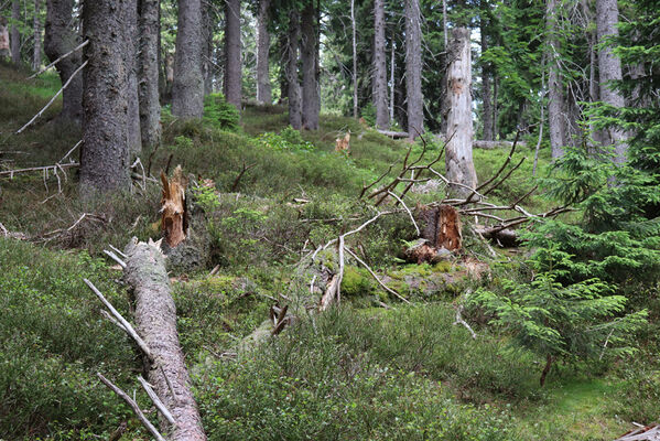 Janské Lázně, 11.7.2023
Klimaxová smrčina na severovýchodním svahu Černé hory. Biotop kovaříků Denticollis interpositus.
Schlüsselwörter: Krkonoše Janské Lázně Černá hora Denticollis interpositus Liotrichus affinis Ampedus auripes nigrinus scrofa aethiops Athous subfuscus zebei