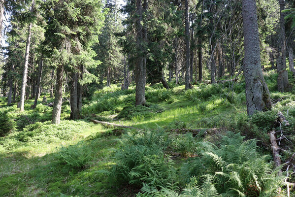 Pec pod Sněžkou, 11.7.2023
Klimaxová smrčina na severovýchodním svahu Liščí hory. Biotop kovaříků Denticollis interpositus.
Keywords: Krkonoše Pec pod Sněžkou Liščí hor Denticollis interpositus Liotrichus affinis Ampedus auripes nigrinus scrofa aethiops Athous subfuscus zebei