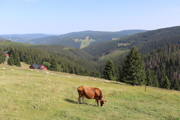 Pec pod Sněžkou, 11.7.2023
Liščí hora, Černá hora a Světlá od Richtrových bud.
Klíčová slova: Krkonoše Pec pod Sněžkou Richtrovy boudy Liščí hora Černá hora Světlá