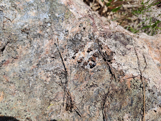 Špindlerův Mlýn, 15.5.2024
Luční hora. Kovařík Hypnoidus consobrinus.
Keywords: Krkonoše Špindlerův Mlýn Luční hora Hypnoidus consobrinus