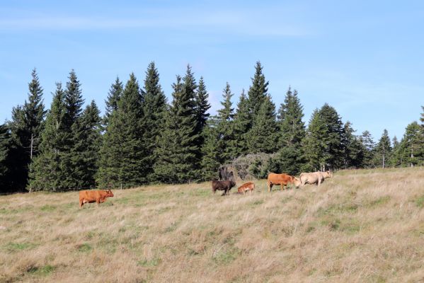 Špindlerův Mlýn, 1.10.2021
Slezské sedlo, pastvina pod Špindlerovou boudou.
Klíčová slova: Krkonoše Špindlerův Mlýn Slezské sedlo pastvina