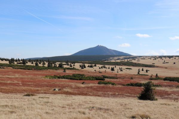 Špindlerův Mlýn, 1.10.2021
Čertova louka - pohled na Sněžku.
Klíčová slova: Krkonoše Špindlerův Mlýn Čertova louka Sněžka