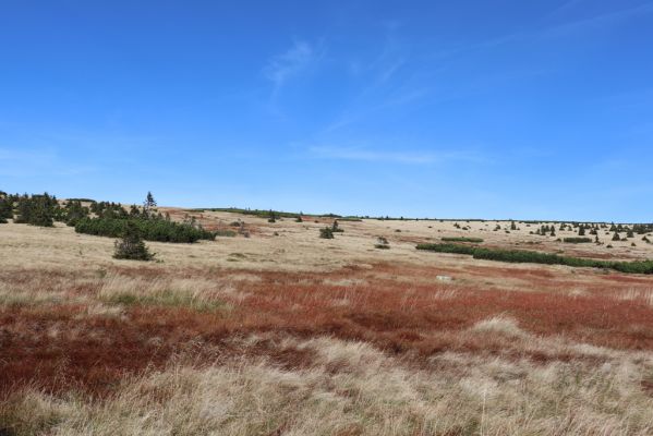 Špindlerův Mlýn, 1.10.2021
Čertova louka - pohled na Stříbrný hřeben.
Klíčová slova: Krkonoše Špindlerův Mlýn Čertova louka Stříbrný hřeben