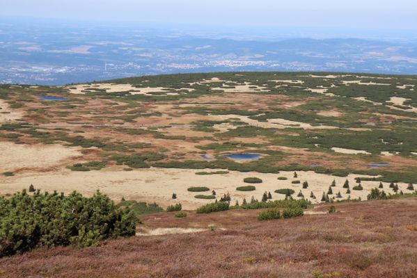 Pec pod Sněžkou, 1.10.2021
Studniční hora - pohled na Úpské rašeliniště.
Mots-clés: Krkonoše Pec pod Sněžkou Studniční hora Úpské rašeliniště