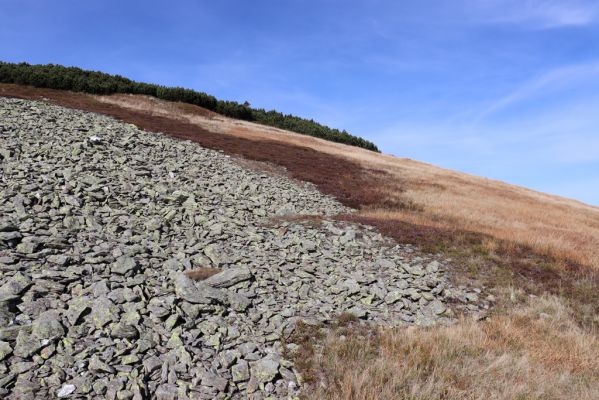 Pec pod Sněžkou, 1.10.2021
Studniční hora - jihovýchodní svah.
Mots-clés: Krkonoše Pec pod Sněžkou Studniční hora